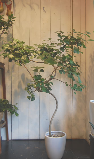 フィカス・トライアンギュラリス - Collection : コレクション - NEO